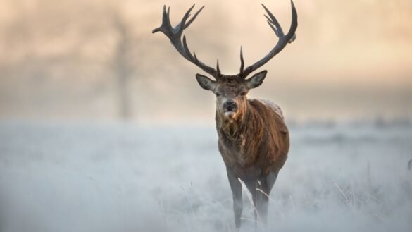 wounded-deer
