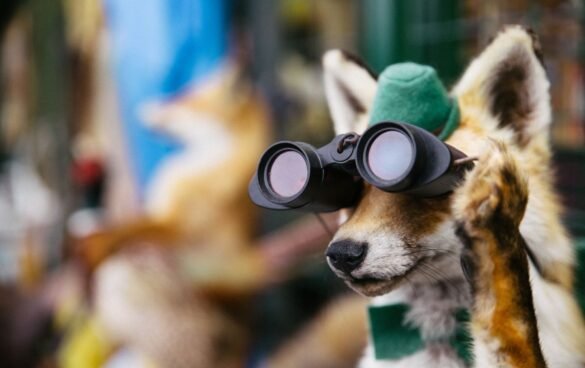 how to hunt fox