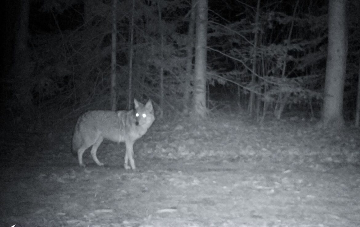Best Night Vision Scope For Coyote Hunting
