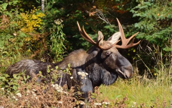 Bull Moose