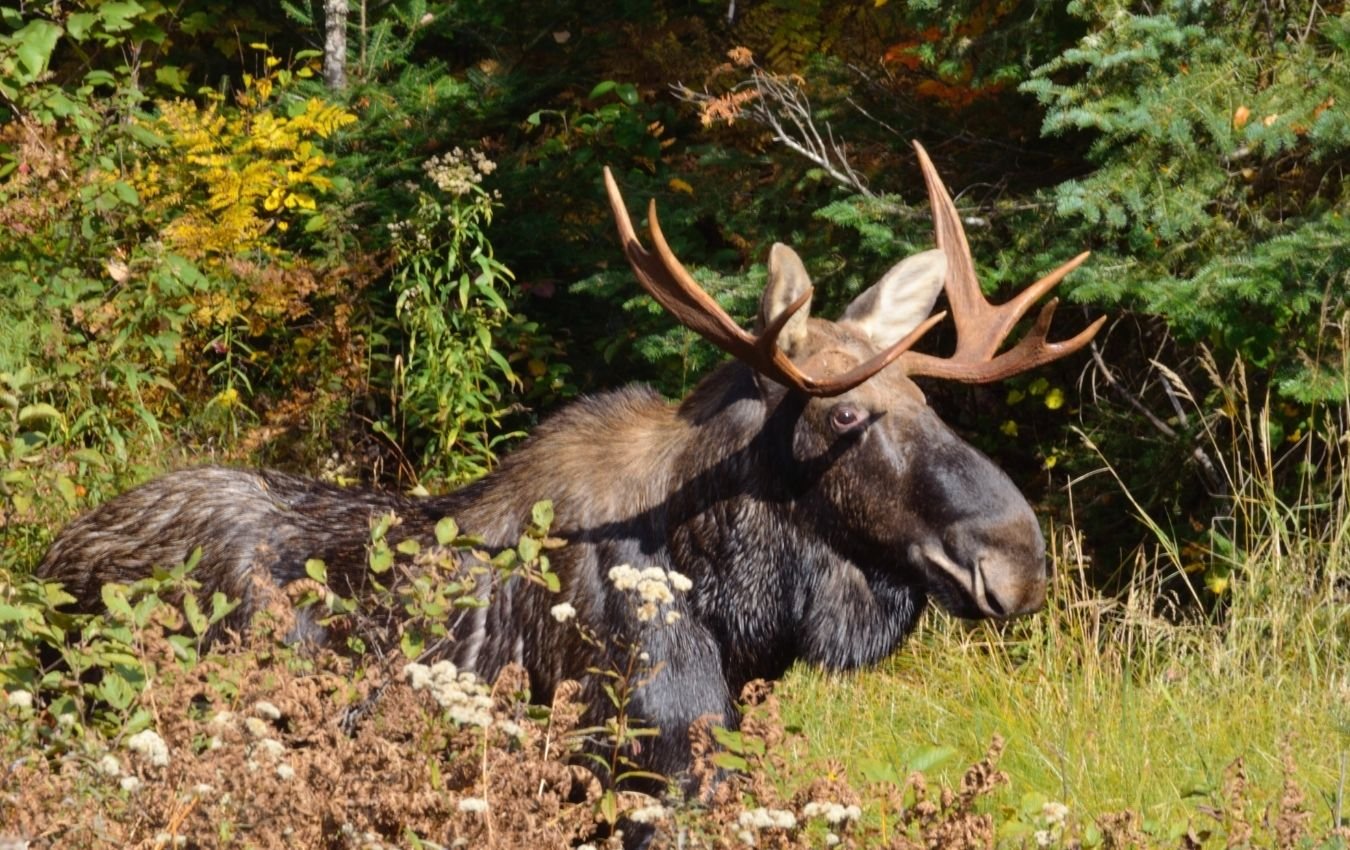 Field Judging a Bull Moose Muddy Hunting