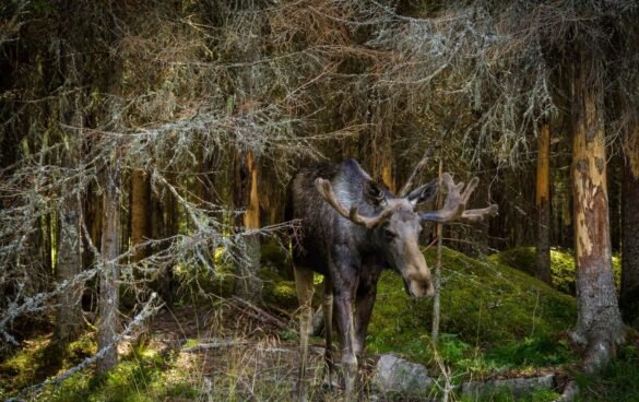 Moose Hunting