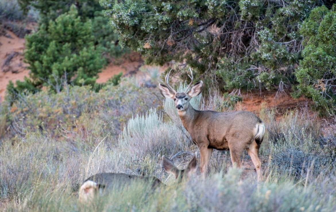 Mule Deer Hunters